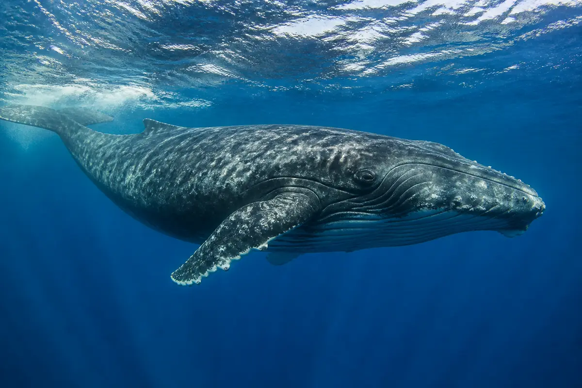 Photographe Baleine : Découvrez des tirages d’art éblouissants